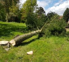 Vu de la souche que nous avons laiss&eacute;e car plus de danger :)