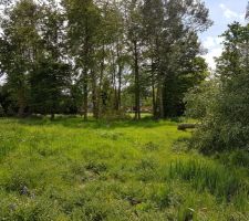 Vu vers les arbres une fois les 2 gêneurs tombés