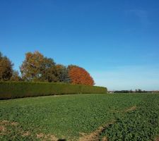 Le terrain à l'automne 2016