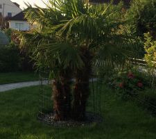 Mise en place d'un grillage de protection autour du palmier (et oui notre chienne est végétarienne et aime particulièrement arracher les palmes de notre palmier ...)