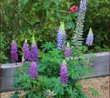 Lupins vivaces 'Gallery Blue' et violets