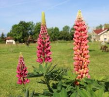 Lupin vivace 'Gallery Red'