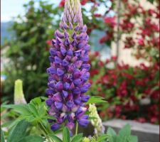 Lupin vivace