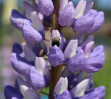 Squatteur sur lupin !