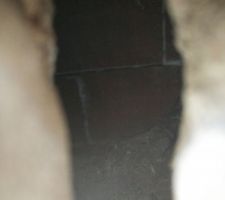 Fissure du mur NORD... On voit la cloison !! Et aussi la petite surprise à huit pattes sur la droite :O