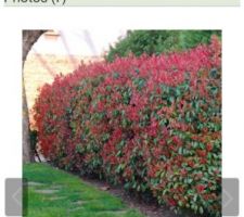 Photinia red robin