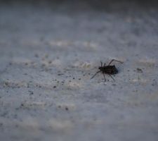 Quel insecte
