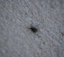 Quel insecte ?