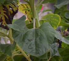 La becqu&eacute;e enfin