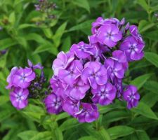 Phlox paniculata