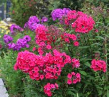 Phlox paniculata