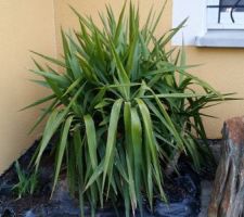 Massif.
Yucca une fois planté