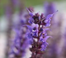 Sauge décorative (Salvia superba bleue)