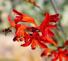 Crocosmia masoniorum