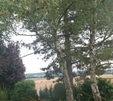 Bouleaux avant abattage
