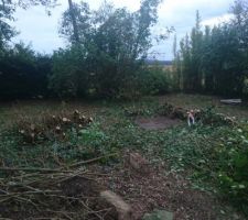 Petits arbustes coup&eacute;s