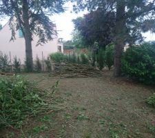 Petits arbustes coupés