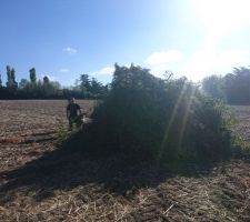 &Eacute;vacuation des branches