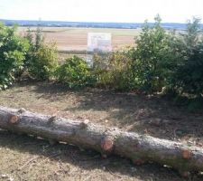 Bille Sapin