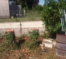 Bouleaux de limite de propri&eacute;t&eacute; coup&eacute;s