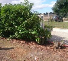 Lauriers abattus facade Nord