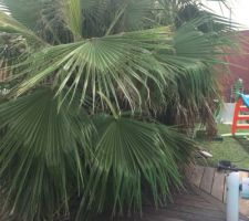 Pousse du washingtonia