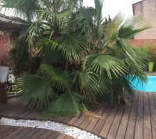 Pousse du washingtonia