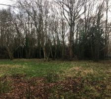 Terrain avant abattage & nettoyage
