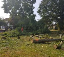 Abattage des arbres sur le terrain