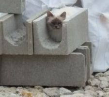 Le premier habitant de notre petit chez nous :)