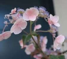 Hortensia arbustif (Hydrangea aspera) 'Hot chocolate'