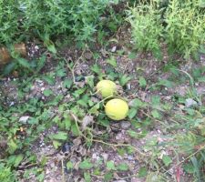 Petite surprise sur le terrain!!! Ca pousse la ou il y avait les garages et l'ancienne dalle de béton quand même. A confirmer ce que c'est (ça ressemble très fortement à des melons)