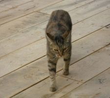 Minette n°2 sur terrasse fraîchement posée