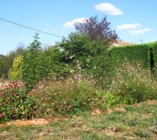 Floraison de fin d'été