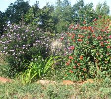 Floraison de fin d'été... les vendangeuses attirent les butineurs