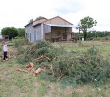 Sapin à terre