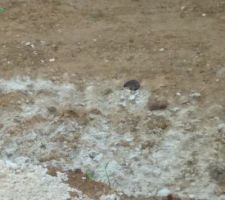 Chat surveille l'hérisson