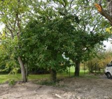 Détail des arbres fruitiers : le néflier entre les deux noyers. Je pense faire réduire le néflier pour dégager les noyers. Je trouve les noix beaucoup plus intéressantes que les nefles!