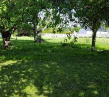 Terrain avec les arbres &agrave; abbatre