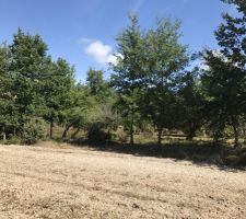 Un bout du terrain avec chênes et arbres fruitier à couper.