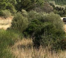 4 beaux oliviers sur le terrain

Photo prise de loin mais ils ont l'air bien. A voir pour les replanter

On a vu avec notre Constructeur OC R&eacute;sidence Narbonne pour que le Terrassier nous les d&eacute;terre pour les replanter