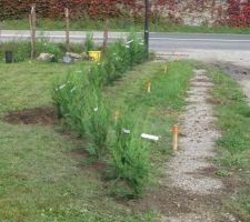 Plantation des cyprès pour nous isoler un peu de la route