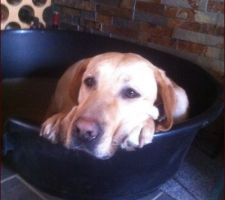 Arrivée au sein de la famille d'un nouveau membre. Flack, labrador de 5 ans