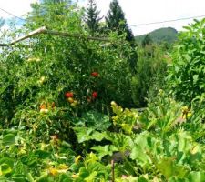 Le jardin de taille modeste a explosé cette année grâce à l'ajout de 1m3 de composte vendu en vrac dans une ferme voisine (22? le mètre cube - imbattable!)
Tomates, pommes de terre, courgettes, haricots, aubergines, poireaux, fraises, topinambours (des années précédentes) et courges. quel régal de manger de propre production. 1ère année de semis assez concluant.