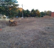 Souche déplacé en limite de construction