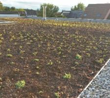 Vue d'un peu plus près de la séparation entre la partie gravillonnée en bas de pente du toit pour un meilleur écoulement de l'eau de pluie, la séparation en rails métalliques et partie substrat plantée