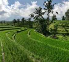 Photo de vacances à Bali, rizières de Jatiluwih