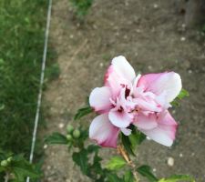 Hibiscus Syriacus