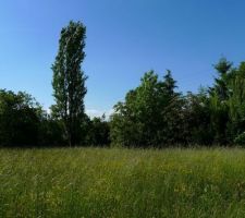 Le terrain "brut de pomme" avec un vieux cerisier au fond