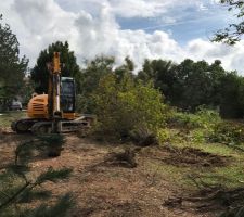 élagage arbres